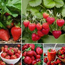 Graines de haute qualité, 2000 pièces, Graines de Fraise Perpétuelle, Graines de Fraise Quatre Saisons, Graines de Fruits pour la plantation de fleurs et de plantes en extérieur, Horticulture Naturelle - Voir 1