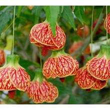 Plant Seeds - View 1