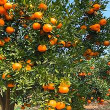 464 Pcs Seed, Mandrin Orange Citrus Reticulata Fruit Tree Seeds For Planting InYour Home Garden-Sweet Ang Juice Fruit - 464 piezas - Ver 2