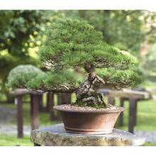 Potted Japanese Black Pine Tree Seeds - 180 - View 5