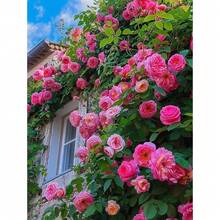 129 pièces de graines de rosier grimpant pour la plantation de fleurs ornementales vivantes, décoration de jardin domestique - Voir 2