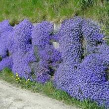 Semillas de flores - Ver 5
