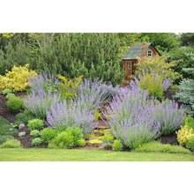 Flower Seeds - View 4
