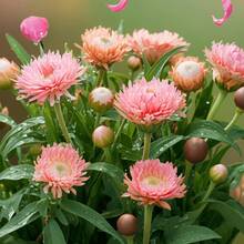 129Pcs Pampas Reed Seed Flowers Are Beautiful For Sunny Garden Planting - 129pcs - View 5