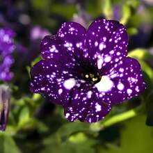 195+ Graines de Pétunie Rare Night Sky - Graines de Pétunie Dwarf Wave pour la plantation dans le jardin domestique, non-OGM, variétés anciennes. - Voir 6
