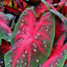 Seeds Caladium Marie Moir And Red Flash Bulbs.One Of Each.A Total Of 2. - 變體1 - 查看 9