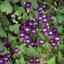Flower Seeds - View 3