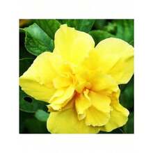 155Pcs Camellia Seeds - Christmas - Festive Flowers - Celebration Flowers - - 155pcs - View 2