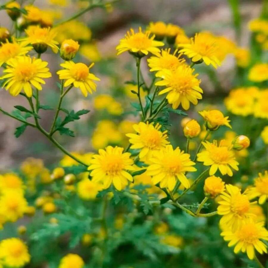 Plantera frön - Visa 1