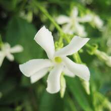 Flower Seeds - View 4