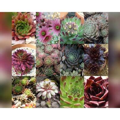 Seeds 50 Seeds HENS AND CHICKS Variety Mix Rare Houseleeks Succulent Semper Vivum