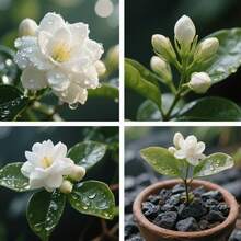 198 graines de fleurs – Graines de jasmin, aromatiques pour la plantation intérieure et extérieure, attirent les papillons, idéales pour les débutants et faciles à cultiver. - Voir 4