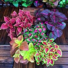 Flower Seeds - View 1