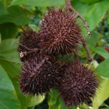 Flower Seeds - View 8