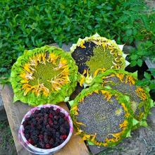 Semillas de girasol, flores perennes de exterior, plantas perennes de cobertura del suelo, plantas de interior y exterior, plantas para plantar, plantas herbáceas, jardinería, adecuado para amantes de las plantas como un regalo de la naturaleza, entrega local. - 50 piezas/semillas - Ver 3