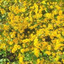 Plantera frön - Visa 2