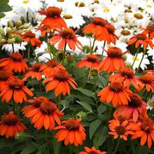 127 Graines de Chrysanthème Magnifiques pour la Plantation dans un Jardin Ensoleillé - Voir 2