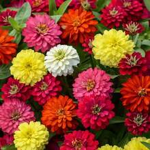 Semi di fiori - Visualizzare 2
