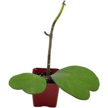 Flower Seeds - View 7