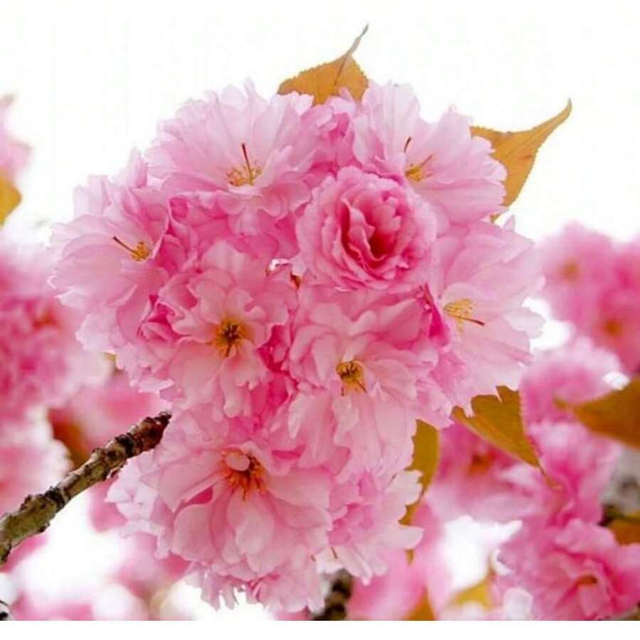 Semi di fiori - Visualizzare 1