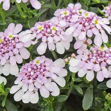 Flower Seeds - View 2