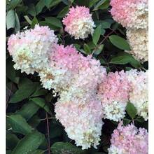 Flower Seeds - View 4