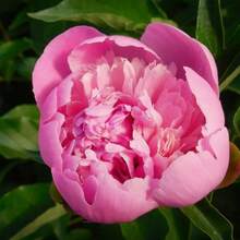 Flower Seeds - View 4