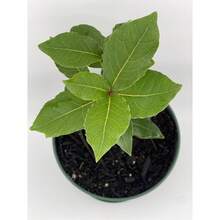 188 graines de plantes, graines de fleurs -- graines de Laurier Nervuré avec feuilles de laurier séchées, Méditerranéen, Laurier Nervuré, Plantes à feuilles persistantes d'intérieur/extérieur, Plantes à feuilles de laurier, Plantes ornementales, Plantes d'intérieur - Voir 3