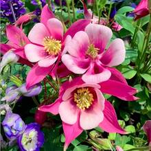Flower Seeds - View 1