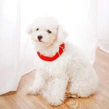 1 Peça Colar de Cachorro Acolchoado Durável para Cães Pequenos e Grandes, Colar de Nylon Ajustável, Acessórios para Animais de Estimação, Suprimentos para Galgo - Multicolorido - Visão 7