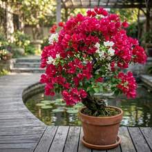 Semillas de flores - Ver 1