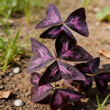30Pcs Purple Butterfly Shamrock Bulbs Easy Planting Fast Growth Beautiful Ornamental Plant - 30 Seeds - View 4