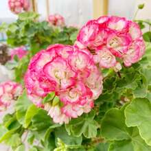 Graines de Géranium Zonal Pelargonium 'Appleblossom Rosebud' Plante Perenne Tendre Résistante à la Sécheresse pour Patio, Jardinière, Extérieur 110 Graines par YEGAOL Garden - Voir 4