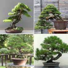 Potted Japanese Black Pine Tree Seeds - 180 - View 9