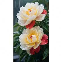 Local Warehouse200 Seeds Yellow Peony Rare Flowers Exotic Plants - Pack Of 500 - View 3