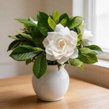Graines de jasmin faciles d'entretien, 100 pièces, plantes parfumées à fleurs pour la décoration du jardin domestique - Voir 6