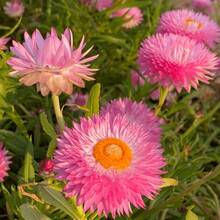 200 Graines de Fleurs en Paille de Couleurs Variées, Faciles à Faire Germer et à Cultiver, Idéales pour Jardin, Cour, Hall d'entrée, Terrasse et Balcon.Résistant au froid et adapté à toutes les saisons, convient pour le bricolage,  de déstockage de plantes vivantes, graines de légumes, plantes d'hosta, plantes de jardinage, graines de fleurs, plantes d'extérieur, semillas de flores para sembrar, déstockage de jardinage, toutes les plantes en déstockage pour l'extérieur, répulsif anti-moustiques, plantes de jardin d'extérieur, graines pour la plantation, graines de fleurs vivaces, graines de plantes. - Voir 3