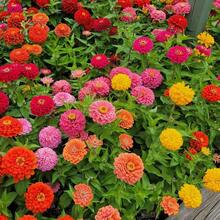 301 Graines de Zinnia à Grandes Fleurs Mixtes, Non-OGM, Variété Ancienne - Voir 6