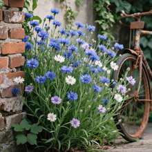 Flower Seeds - View 3