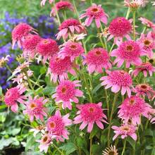 Flower Seeds - View 2