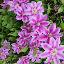 276 graines de plantes, graines de fleurs, graines de clématite, grimpantes, non-OGM, graines anciennes, graines de fleurs vivaces, fleurs de jardin - Voir 3