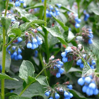 Plant Seeds