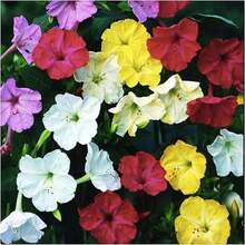Flower Seeds - View 2