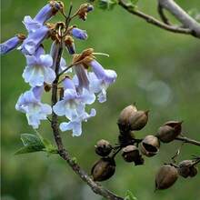 Flower Seeds - 查看 3