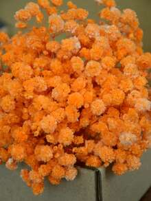 25/50/100/300 朵迷你满天星 - 用于树脂模具艺术和工艺品，象牙白花束，可用于发饰、婚礼花环、餐桌中心装饰品、家居装饰等。 - 橘色 - 查看 2