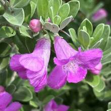 Flower Seeds - View 3