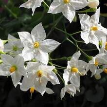 58 magnifiques graines de jasmin à fort taux de croissance, sans OGM, pour un jardin doux et chaleureux, idéales pour la plantation en extérieur. - Voir 1