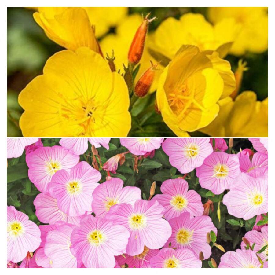 5000 graines d'Oenothera speciosa, une plante vivace utilisée pour la plantation de primevères. - Voir 1