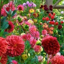 Semi di fiori - Visualizzare 4