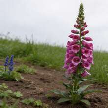 6000Pcs Foxglove Seeds Multi-Color Blooms Suitable For Garden Balcony Terrace - 6000 Seeds - View 2